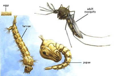 mosquito life cycle