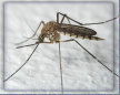 Aedes vexans